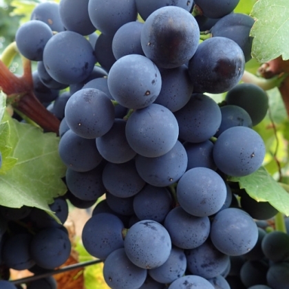 Pinotin Traube 2