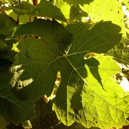 Johanniter Blatt