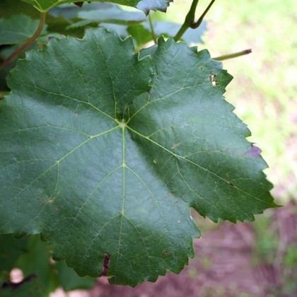 Lagrein Blatt