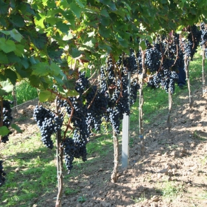 Pinotin Reihe