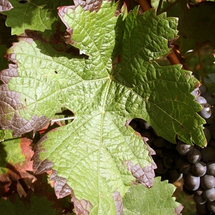 Dornfelder Blatt