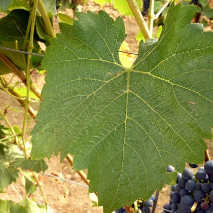 Pinotin Blatt