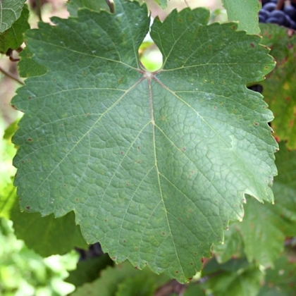 Zweigelt Blatt