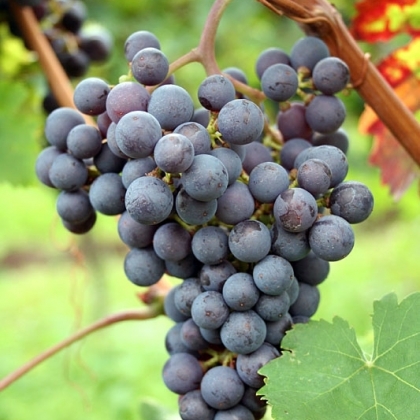 Cabernet Franc starter