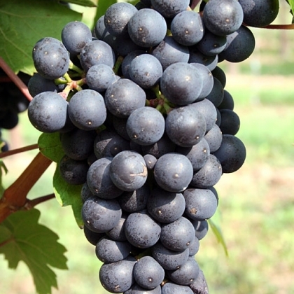 Cabernet Dorsa starter