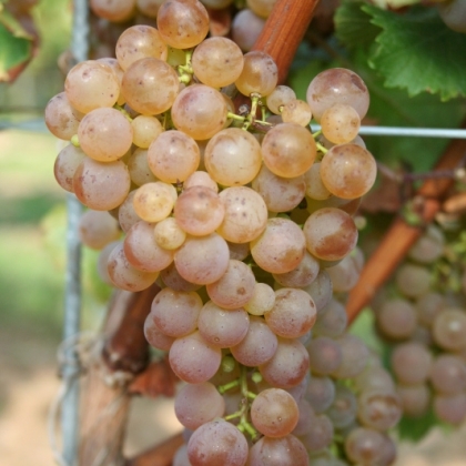 Sauvignac