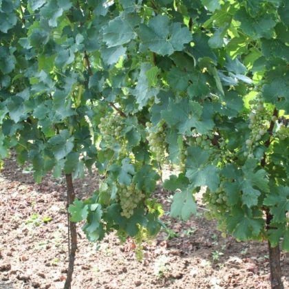 Cab blanc Rebzeile
