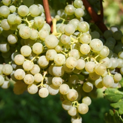 Cab blanc Traube