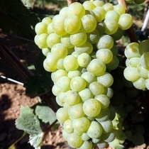 Riesling Gm 386.jpg