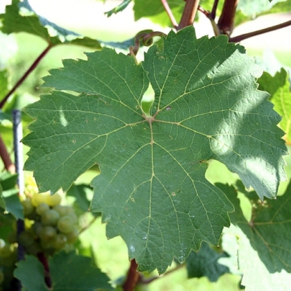 Riesling Blatt