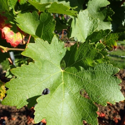 Cab Sauvignon Blatt