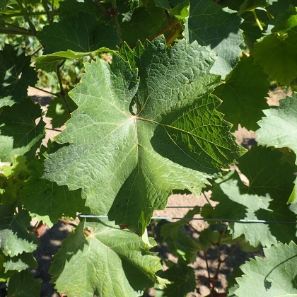 Laurot Blatt