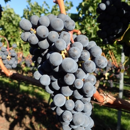 Cab Sauvignon Traube
