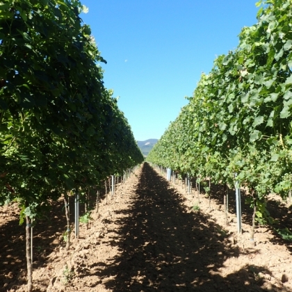 Cab blanc Weinberg