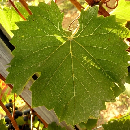 VB 29 Blatt