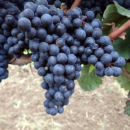 Cabernet Mitos