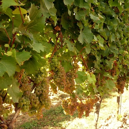 Sauvignac Rebzeile