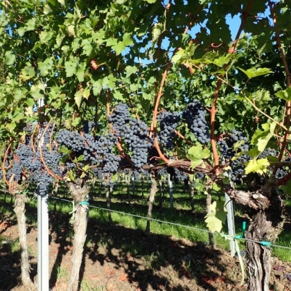 Cab Sauvignon Rebzeile2