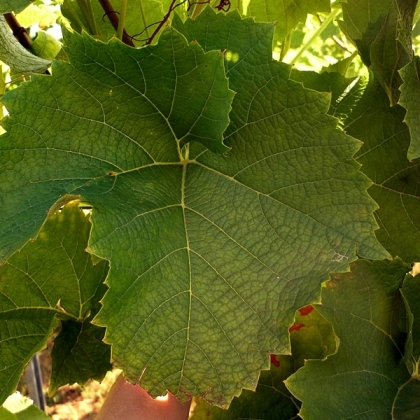 Solaris Blatt