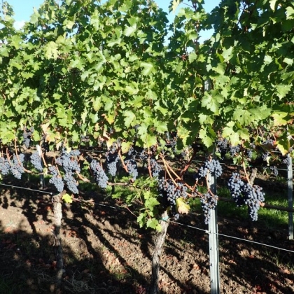 Cab Sauvignon Rebzeile1