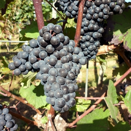 Cabernet Mitos Traube